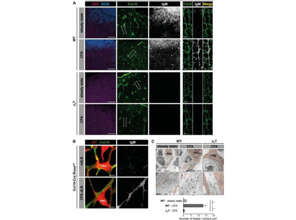 Immunofluorescence using Mouse IgM